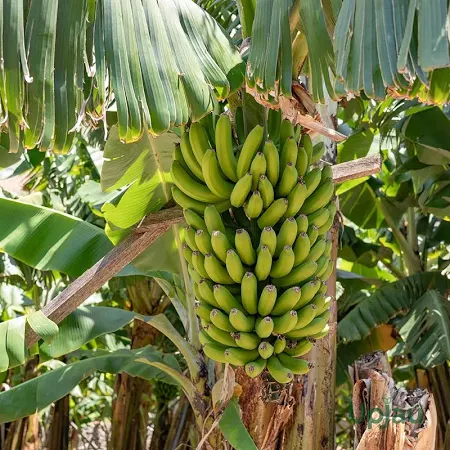 Banana G9 Plant